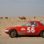 Morocco camels