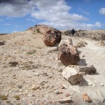 petrified tree