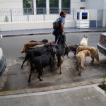 Dogs in BA