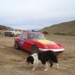 Collie at Estancia Siberia