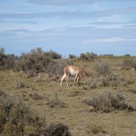 Guanaco (Llama)