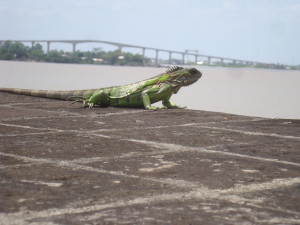 Lizard at Fort Zeelandia on the Surinam River