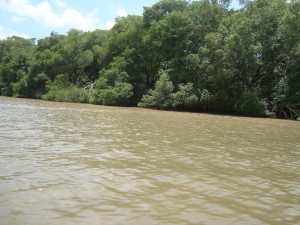 Commewijne River